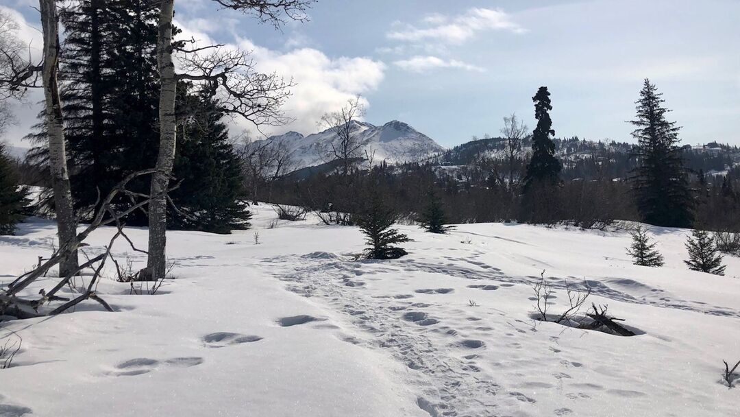 Early spring at Parcel 2-156